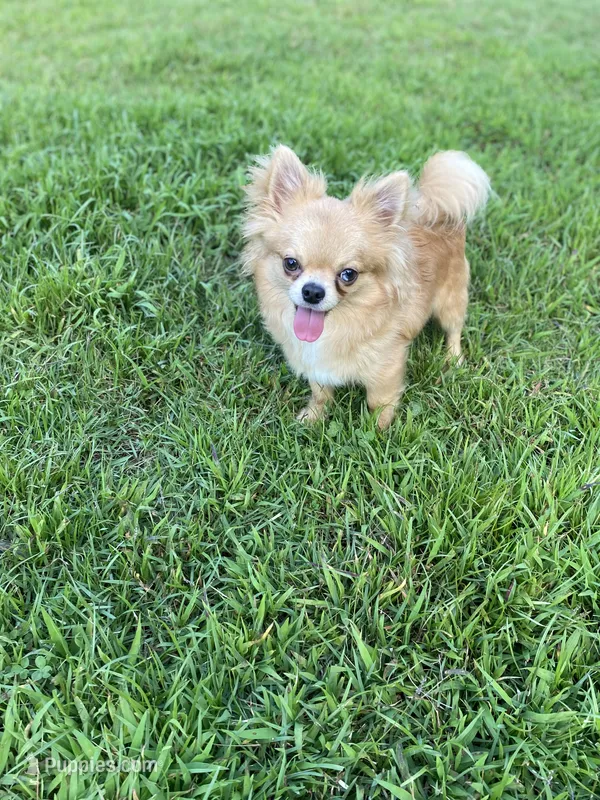 Slash and burn  – Chihuahua puppy for sale in Saulsbury, TN