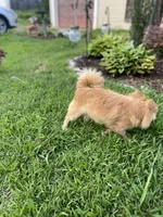 Slash and burn , a male Chihuahua for sale in Saulsbury, TN – 3 of 3