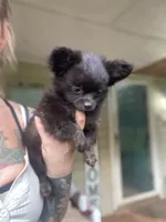Orso , a male Chihuahua for sale in Saulsbury, TN – 3 of 6