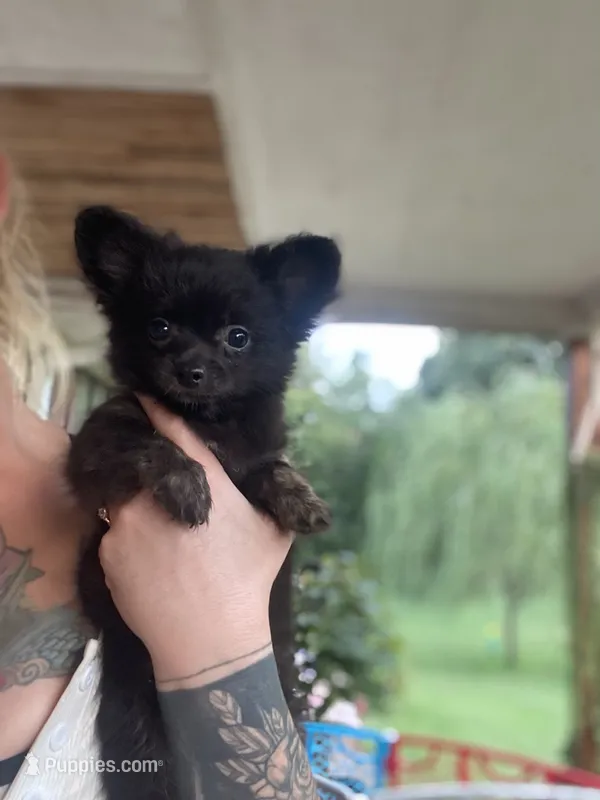 Orso  – Chihuahua puppy for sale in Saulsbury, TN