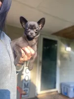 Coal, a male Chihuahua for sale in Saulsbury, TN – 5 of 7