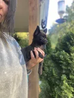 Coal, a male Chihuahua for sale in Saulsbury, TN – 6 of 7