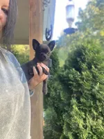 Coal, a male Chihuahua for sale in Saulsbury, TN – 7 of 7