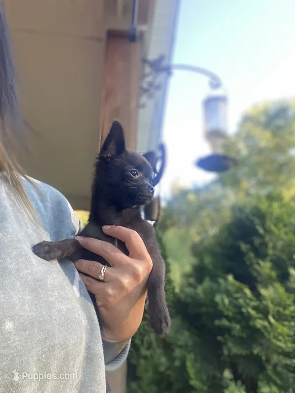Coal – Chihuahua puppy for sale in Saulsbury, TN
