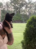 Orso , a male Chihuahua for sale in Saulsbury, TN – 5 of 6