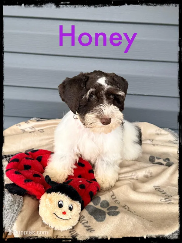 Honey – Schnoodle puppy for sale in Abbeville, SC