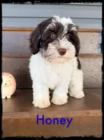 Honey, a female Schnoodle for sale in Abbeville, SC – Photo 2 of 3