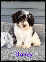 Honey, a female Schnoodle for sale in Abbeville, SC – Photo 1 of 3