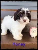 Honey, a female Schnoodle for sale in Abbeville, SC – Photo 3 of 3
