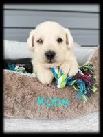 Kobe, a male Miniature Schnauzer for sale in Abbeville, SC – 4 of 4