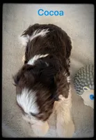 Cocoa, a male Miniature Schnauzer for sale in Abbeville, SC – 5 of 5