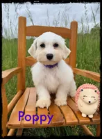Poppy, a female Schnoodle for sale in Abbeville, SC – 2 of 5