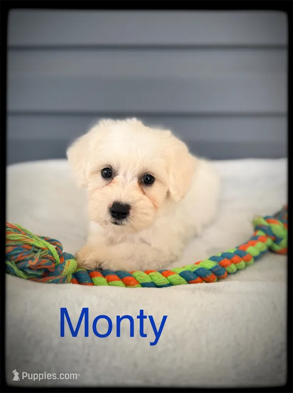 Monty – Schnoodle puppy for sale in Abbeville, SC
