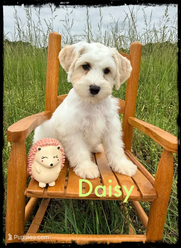 Daisy – Schnoodle puppy for sale in Abbeville, SC