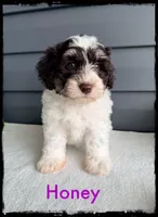 Honey, a female Schnoodle for sale in Abbeville, SC – Photo 2 of 4
