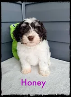 Honey, a female Schnoodle for sale in Abbeville, SC – Photo 1 of 4