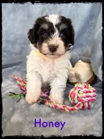 Honey, a female Schnoodle for sale in Abbeville, SC – Photo 4 of 4