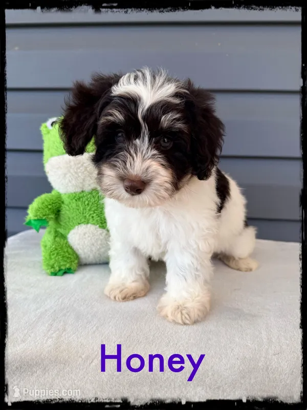 Honey – Schnoodle puppy for sale in Abbeville, SC