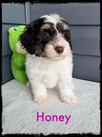 Honey, a female Schnoodle for sale in Abbeville, SC – Photo 3 of 4