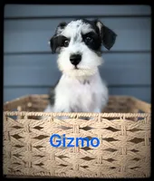 Gizmo, a male Miniature Schnauzer for sale in Abbeville, SC – 2 of 4