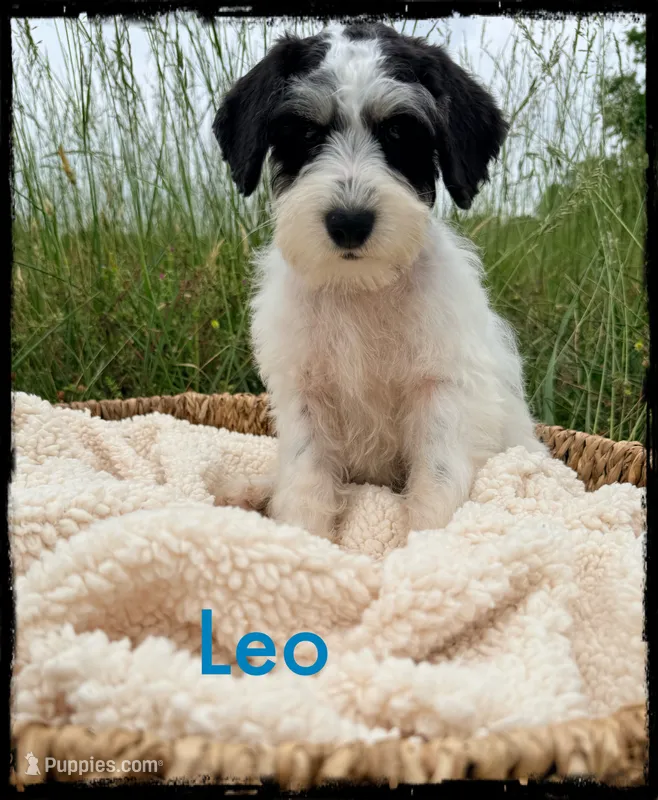 Leo – Schnoodle puppy for sale in Abbeville, SC