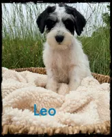 Leo, a male Schnoodle for sale in Abbeville, SC – 1 of 3