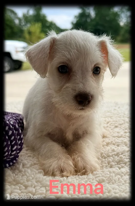 Emma – Miniature Schnauzer puppy for sale in Abbeville, SC