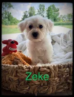 Zeke, a male Schnoodle for sale in Abbeville, SC – 2 of 3
