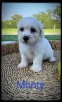 Monty, a male Schnoodle for sale in Abbeville, SC – 3 of 3