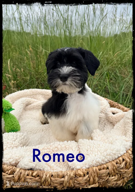 Romeo – Schnoodle puppy on hold in Abbeville, SC