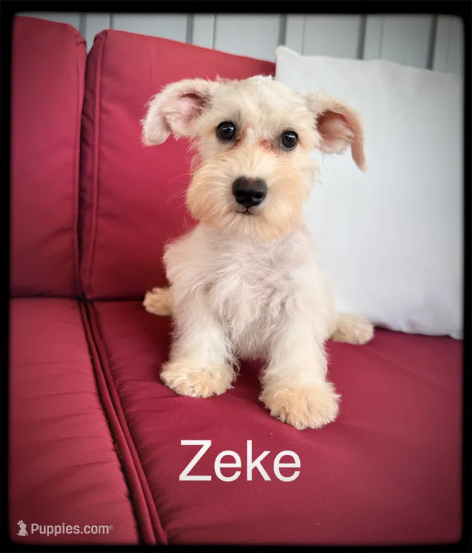 Zeke – Schnoodle puppy for sale in Abbeville, SC