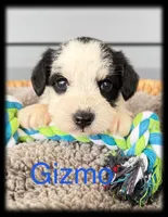 Gizmo, a male Miniature Schnauzer for sale in Abbeville, SC – 3 of 4