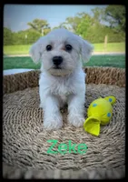 Zeke, a male Schnoodle for sale in Abbeville, SC – 3 of 3