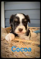 Cocoa, a male Miniature Schnauzer for sale in Abbeville, SC – 4 of 5