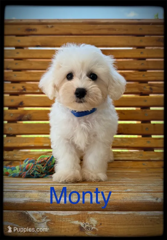 Monty – Schnoodle puppy for sale in Abbeville, SC