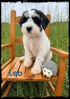 Leo, a male Schnoodle for sale in Abbeville, SC – 2 of 3
