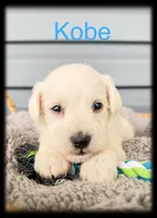 Kobe, a male Miniature Schnauzer for sale in Abbeville, SC – 1 of 4