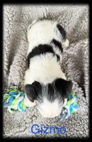 Gizmo, a male Miniature Schnauzer for sale in Abbeville, SC – 4 of 4