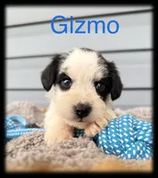 Gizmo, a male Miniature Schnauzer for sale in Abbeville, SC – 2 of 4