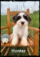 Jax, a male Schnoodle for sale in Abbeville, SC – 2 of 6