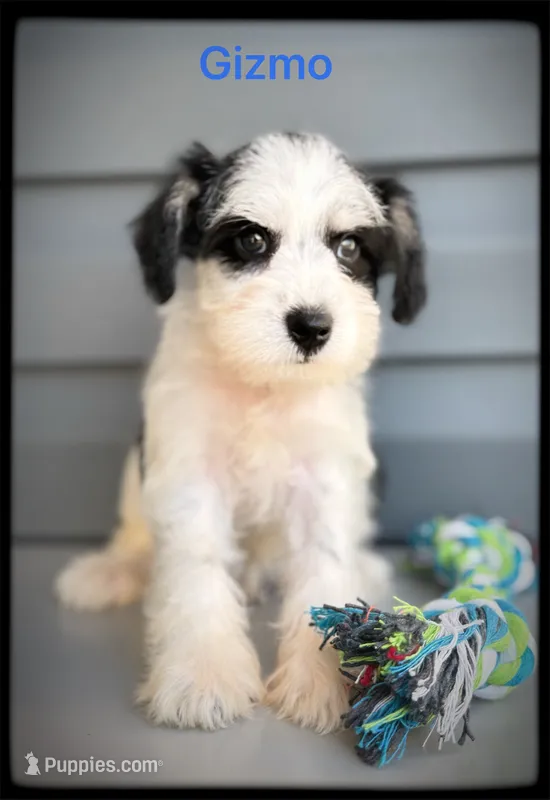 Gizmo – Miniature Schnauzer puppy for sale in Abbeville, SC