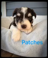 Patches, a male Miniature Schnauzer for sale in Abbeville, SC – 2 of 5