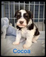 Cocoa, a male Miniature Schnauzer for sale in Abbeville, SC – 2 of 5