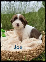 Jax, a male Schnoodle for sale in Abbeville, SC – 4 of 6