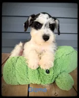 Gizmo, a male Miniature Schnauzer for sale in Abbeville, SC – 4 of 4