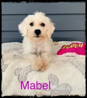 Mabel, a female Schnoodle for sale in Abbeville, SC – 2 of 4