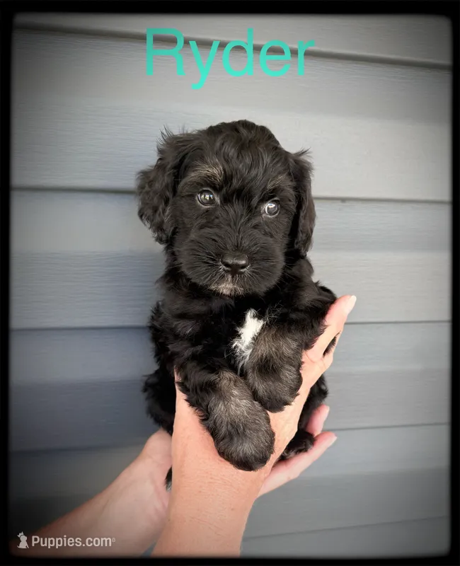 Ryder – Schnoodle puppy for sale in Abbeville, SC