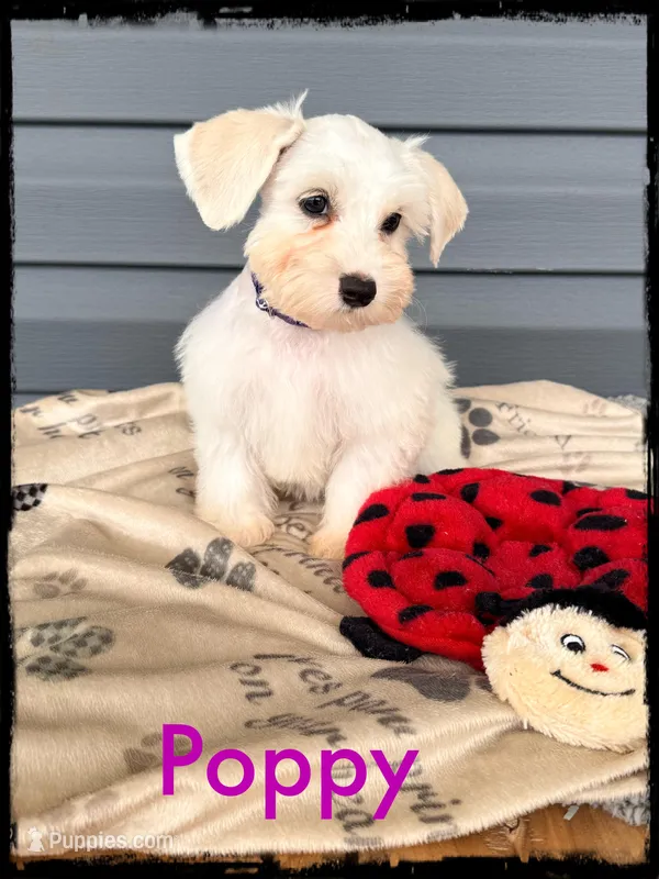 Poppy – Schnoodle puppy for sale in Abbeville, SC