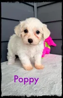 Poppy, a female Schnoodle for sale in Abbeville, SC – Photo 2 of 3