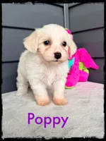 Poppy, a female Schnoodle for sale in Abbeville, SC – Photo 1 of 3